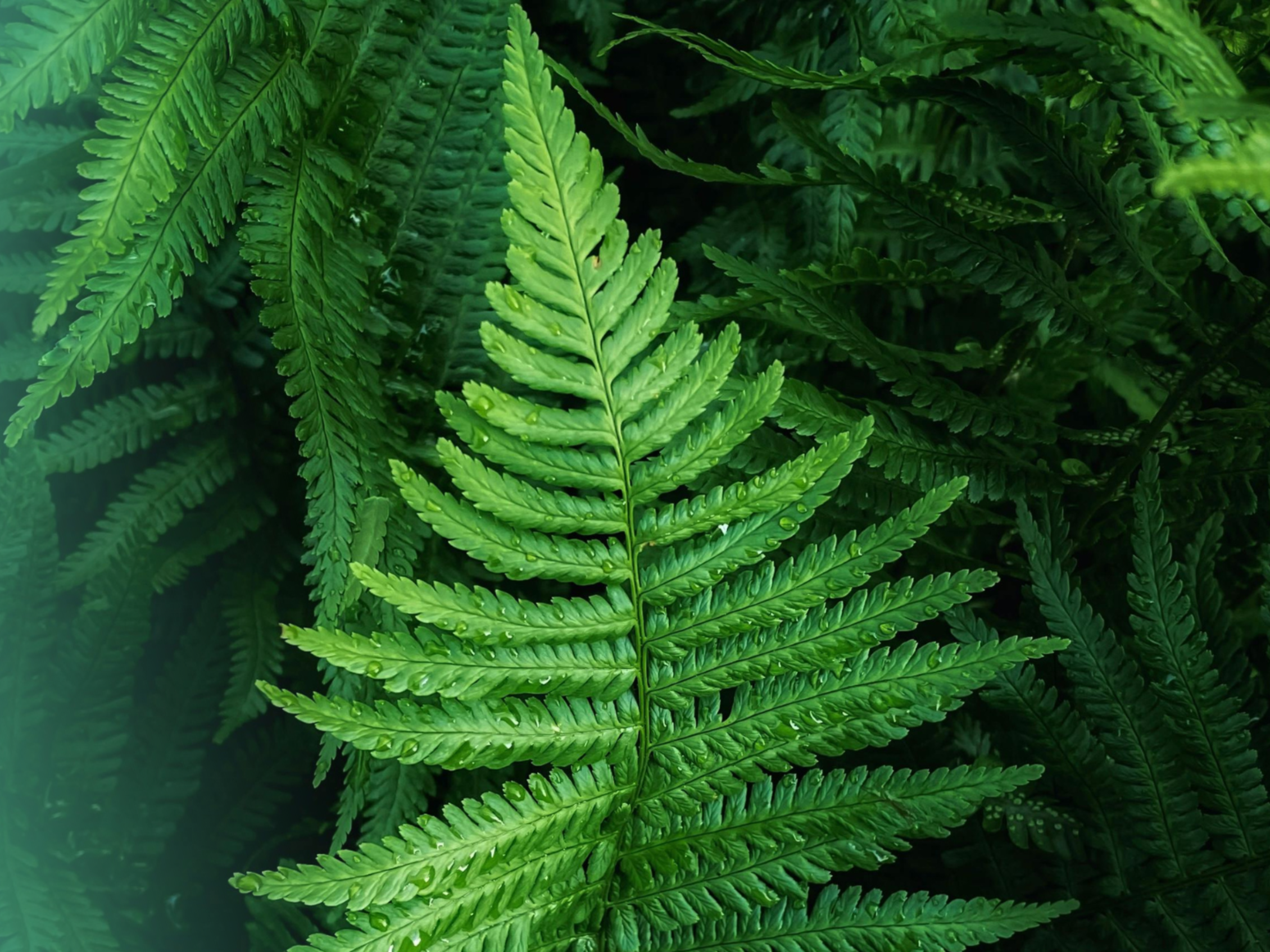Primo piano di foglie di felce verdi, fitte e dettagliate.﻿